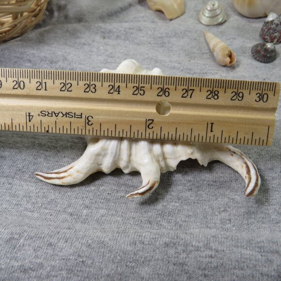 REAL sea shells and vintage Owl figures in woven basket - Picture 10 of 12